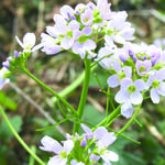 Cardamine pratensis - Wiesen-Schaumkraut