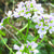 Cardamine pratensis