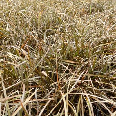 Carex berggrenii - 