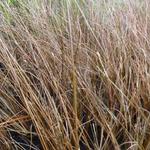 Carex buchananii 'Frank's Hair' - 