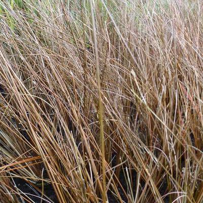 Carex buchananii 'Frank's Hair' - 