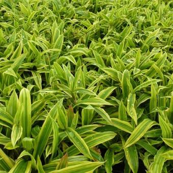 Carex ciliatomarginata 'Shima-nishiki'