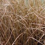 Carex comans 'Bronze Form' - LÂICHE 'BRONZE FORM'