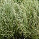 Carex comans 'Frosted Curls' - 