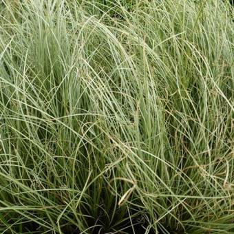 Carex comans 'Frosted Curls'