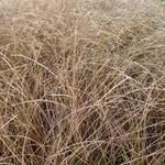 Carex comans 'Kupferflamme' - 