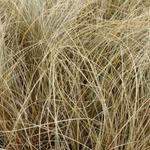 Carex comans 'Little Red' - 