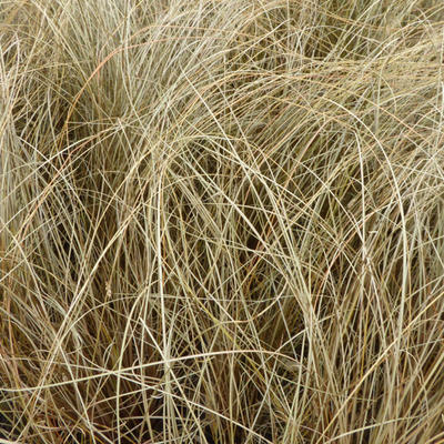 Carex comans 'Little Red' - 