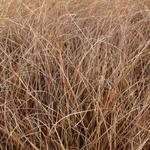 Carex comans 'Milk Chocolate'  - 