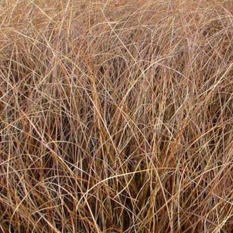 Carex comans 'Milk Chocolate'