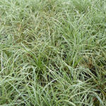 Carex conica 'Snowline' - Carex conica 'Snowline'