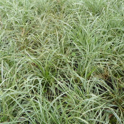 Carex conica 'Snowline' - Carex conica 'Snowline'