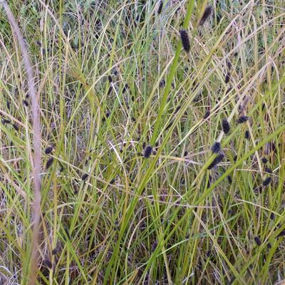 Carex dipascea - 