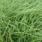 Carex flacca - 