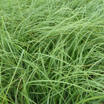 Carex flacca