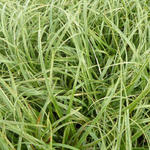 Carex flacca 'Buis' - 