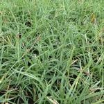 Carex flava - Carex flava