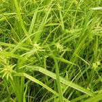 Carex grayi - Morgenstern-Segge