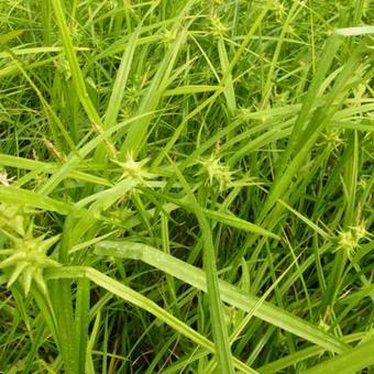 Carex grayi