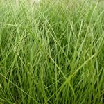 Carex howardii 'Phoenix Green' - 