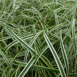 Carex 'Feather Falls' - 