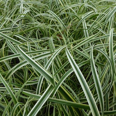 Carex 'Feather Falls' - Carex 'Feather Falls'