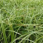 Carex 'Silver Sceptre'