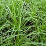 Carex montana - Berg-Segge