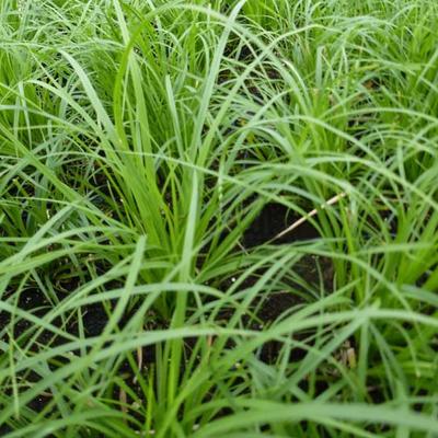 Carex montana - 