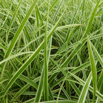 Carex morrowii 'Aureovariegata' - 