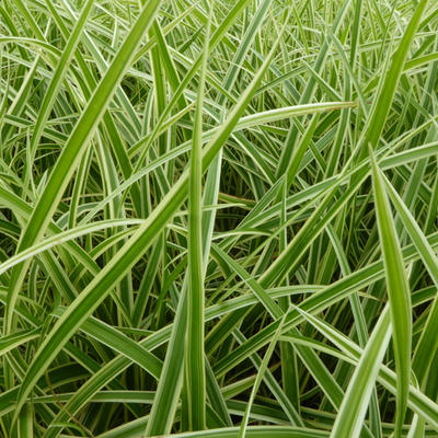 Carex morrowii 'Aureovariegata' - Carex morrowii 'Aureovariegata'