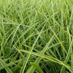 Carex morrowii 'Gilt' - 