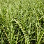 Carex morrowii 'Goldband' - 