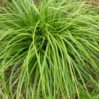 Carex morrowii 'JS Mosten'