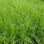 Carex muskingumensis - 