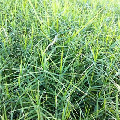 Carex muskingumensis 'Little Midge' - Carex muskingumensis 'Little Midge'