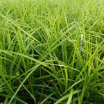 Carex muskingumensis 'Silberstreif' - 