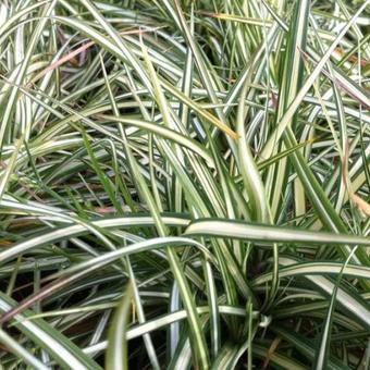 Carex ornithopoda 'Variegata'