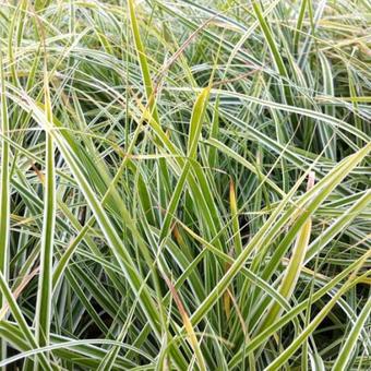 Carex oshimensis 'Everest'