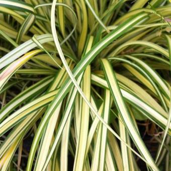 Carex oshimensis 'Evergold'