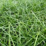 Carex oshimensis 'Evergreen' - 