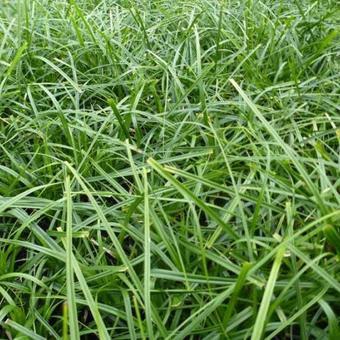 Carex oshimensis 'Evergreen'