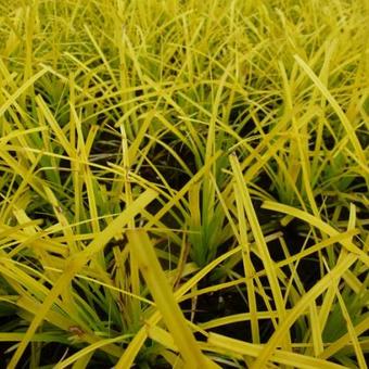 Carex oshimensis 'Everillo'