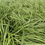 Carex oshimensis 'Ice Cream' - Carex oshimensis 'Ice Cream'