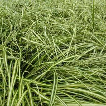 Carex oshimensis 'Ice Cream'