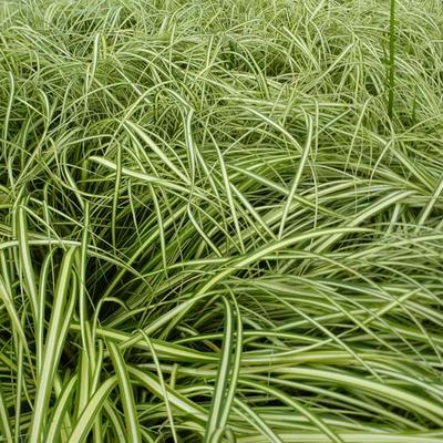 Carex oshimensis 'Ice Cream' - Carex oshimensis 'Ice Cream'