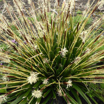 Carex oshimensis 'JS Greenwell'