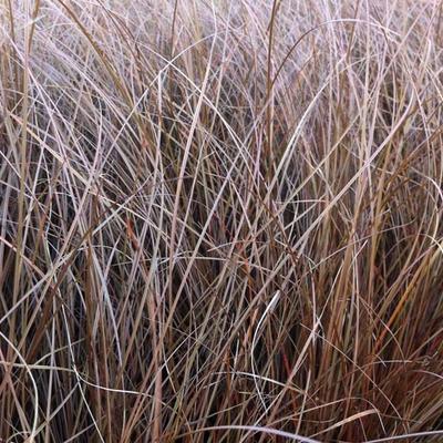 Carex petriei - 