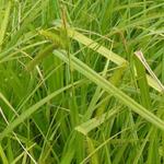 Carex pseudocyperus - 