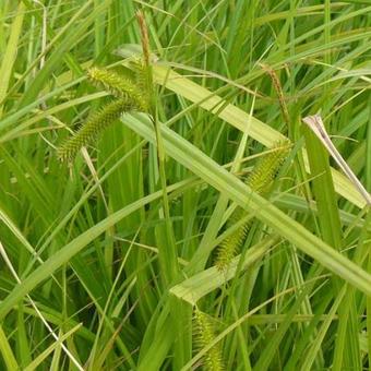 Carex pseudocyperus